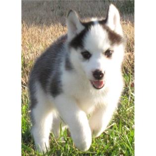 Ausgefallen schöne Husky - Welpen