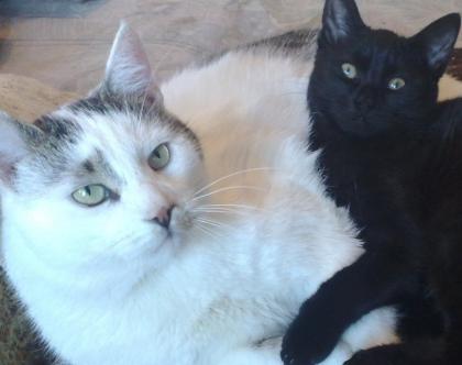 Um cast die beiden unzertrennlich, shone Katzen - Stettin, Polen