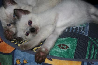 Süße reinrassige Siam Katzen Tonkanese/ Tonkinesen Weibchen/ Männchen Farbe Sea