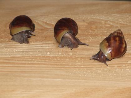 Achatschnecken abzugeben