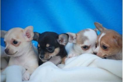 Traumhaft süße Mini Chihuahua Edelmix Welpen