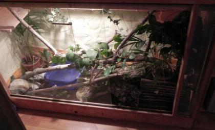 2 Königsphytons mit terrarium