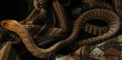 Woma Python Aspidites Ramsayi 1. 0 DNZ 2021