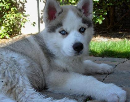 Süße reinrassige Husky-Welpen