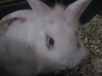 Kaninchen OHNE Käfig abzugeben