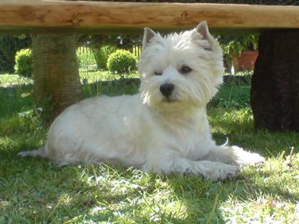 WURFANKÜNDIGUNG West Highland White Terrier Welpen Ende JANUAR 2021