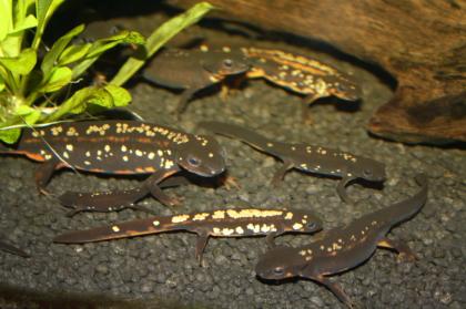 Gebe ab NZ 09, 2021, 2021 Cynops ensicauda popei / Japanischer Schwertschanzmo