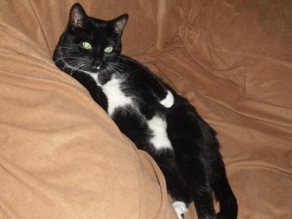 Katze Vermisst