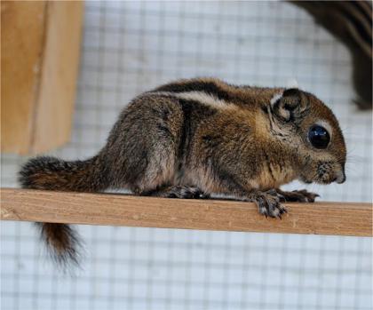Handzahme Tiere zum verlieben