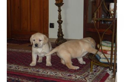 Labrador Welpen in Blond und Schwarz mit Papieren