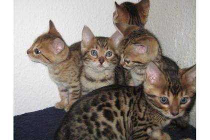 Zwei Bengal Kitten Katzen suchen ein neues zu Hause