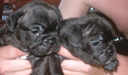 Französische Bulldoggenwelpen