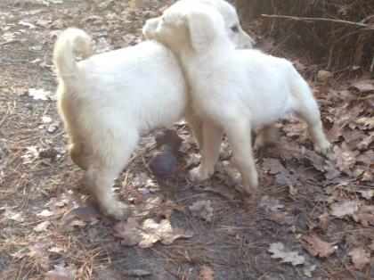 Neuheit Pudel X Labrador - Labradoodle Welpen