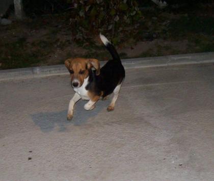 Beagle Rüde