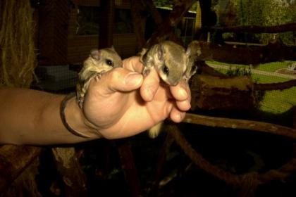 Glaucomys volans