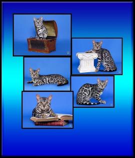 Silber Bengalkatze Patch of Heaven