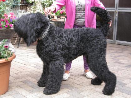 Schwarze russ. Terrier-Welpen