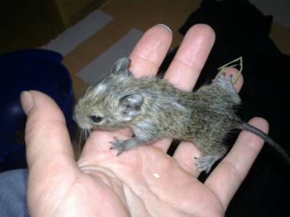 Degu-Nachwuchs weiblich Schecke Agouti abzugeben