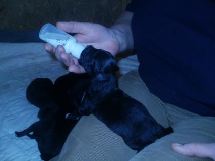 Australian Retriever