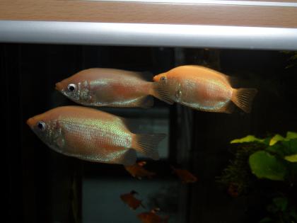 Küssender Gurami. Helostoma temminckii .