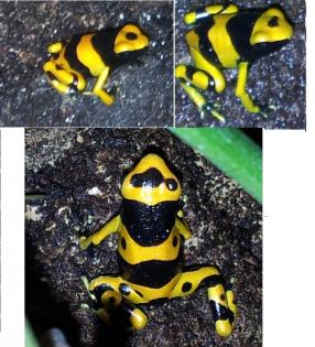 Dendrobates Leucomelas - Gebänderte Pfeilgiftfrösche