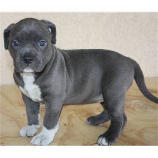 American Pitt Bull Terier BlueLine