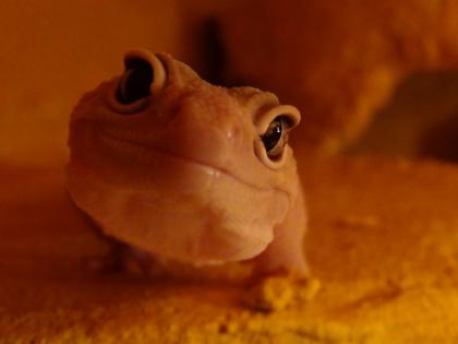 Leopardgecko Zuchtauflösung Blizzard, Blazing Blizzard, US-Importe