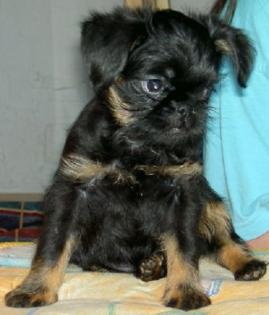 Zwerggriffon, Brüsseler Griffon, Belgischer Griffon