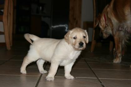 Süße Golden Retriever Welpen