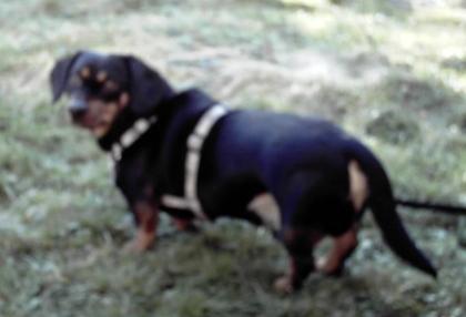 DRINGEND - private Betreungsstelle für meine 2 Hunde gesucht
