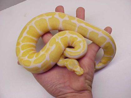 Verkaufe 2 Albino Königspyhtons mit terrarium