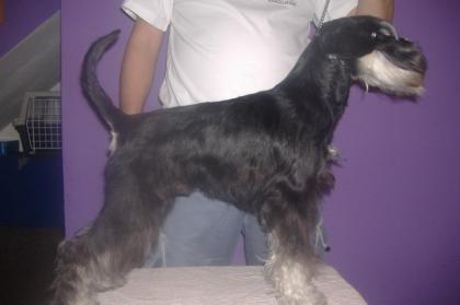 Miniature Schnauzer junger Ruede zu verkaufen
