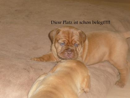 Bordeauxdoggen Welpen VDH/ FCI Papiere