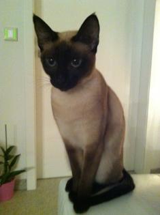 Siam Deckkater gesucht