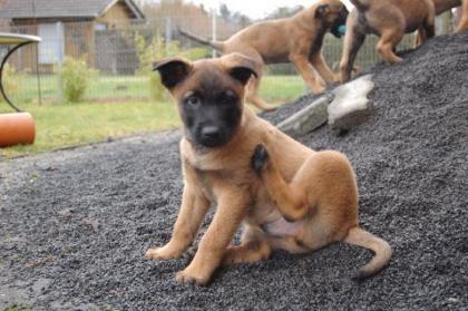 X-Herder Rasselbande abzugeben.