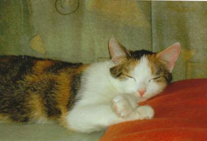 Liebes zu Hause gesucht
