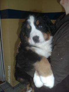 Berner Sennen Babys