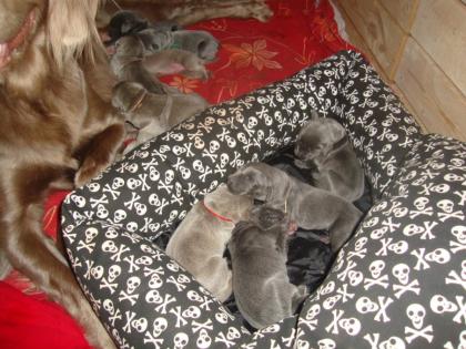 Weimaraner Welpen silber oder blau.