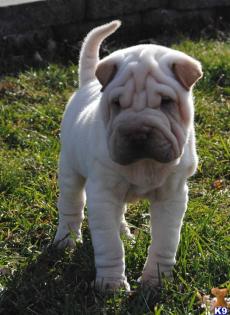 4 süße und knuffige Shar Pei Welpen zu verkaufen
