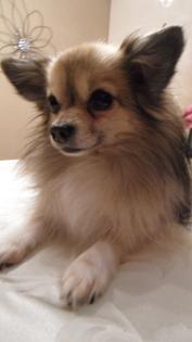 LH Chihuahua Deckrüde - Nationaler und Internationaler Champion