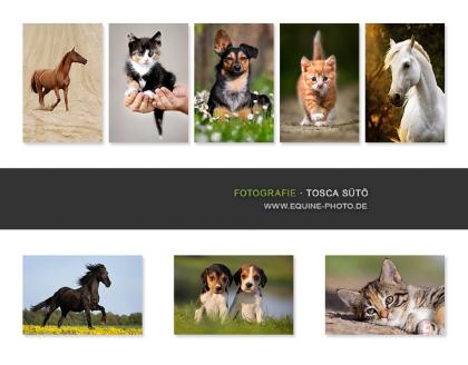 Hunde-Fotos - Aktionstage 2021 in Berlin und Brandenburg