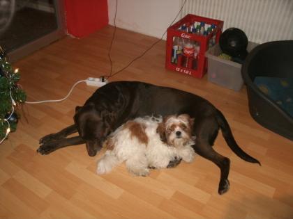 Süßer Shih-Tzu Welpe in guten Händen abzugeben Hündin