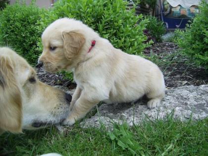 Wurfankündigung wir planen einen neuen Wurf Golden Retriever Welpen