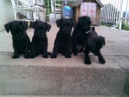Zwergschnauzer Welpen aus Ungarn