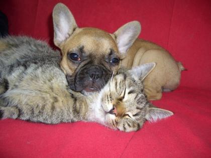 Französische Bulldogge - Hündin fawn