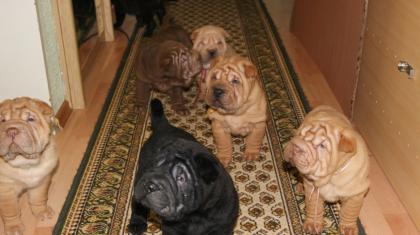 Shar Pei Welpen liebevolle Hausaufzucht