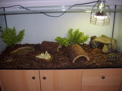 2 griechische Landschildkröten.