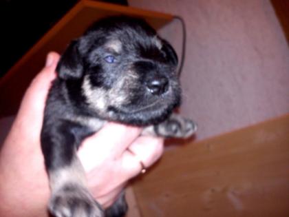 Schwarz/silber Zwergschnauzerwelpen
