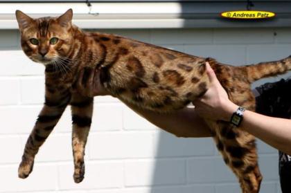 Bengalkatzen - neue Generation