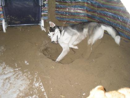 Sibirischer Husky sucht Deckhündin